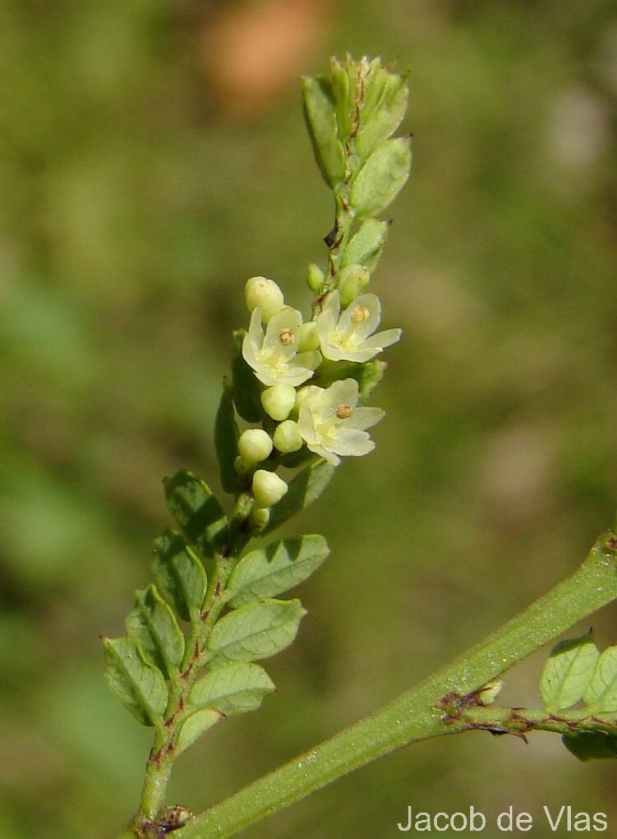 Phyllanthus racemosus L.f.